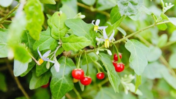 Cà gai leo và những tác dụng tuyệt vời của đối với sức khỏe