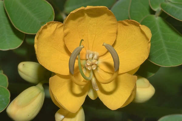 Công dụng của cây muồng trâu trong Y học cổ truyền