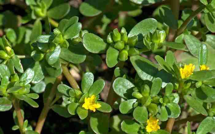 Rau sam - Loại rau dân dã giàu dinh dưỡng tốt cho sức khỏe Rau sam - Loại rau dân dã giàu dinh dưỡng tốt cho sức khỏe