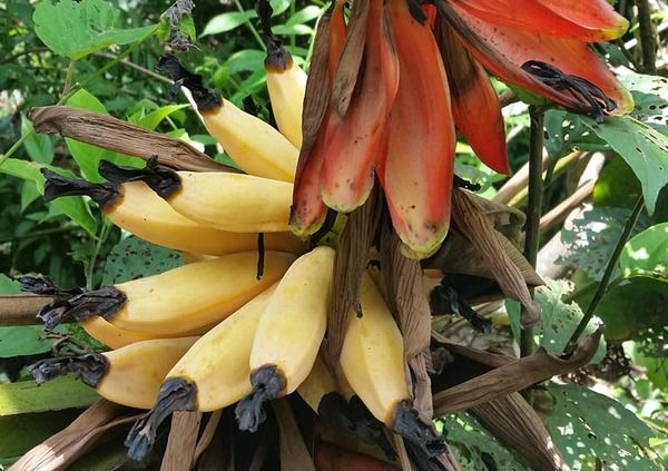 Chuối hột - "thần dược" chữa sỏi thận, tiểu đường, huyết áp cao