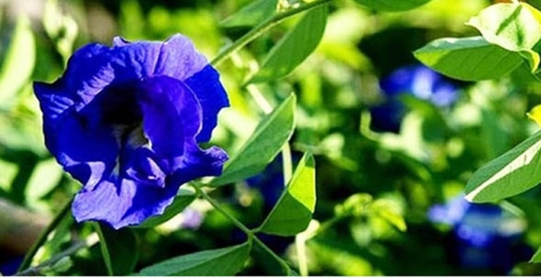 Hoa đậu biếc: Bí quyết sức khỏe từ thiên nhiên