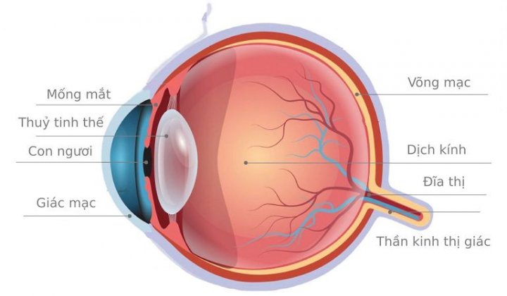 Phương pháp cải thiện thị lực không phẫu thuật theo Y học cổ truyền