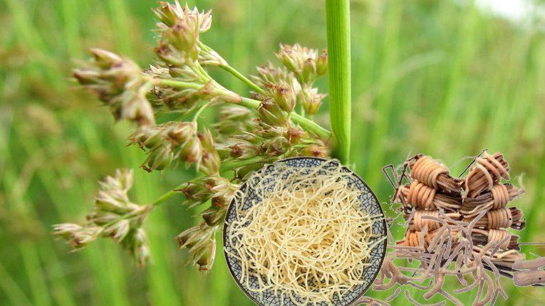 Đăng tâm thảo - thảo dược dân gian giúp an thần và điều trị mất ngủ