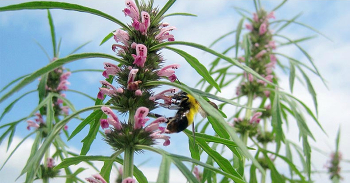 Danh sách 70 cây thuốc nam theo quy định của Bộ y tế