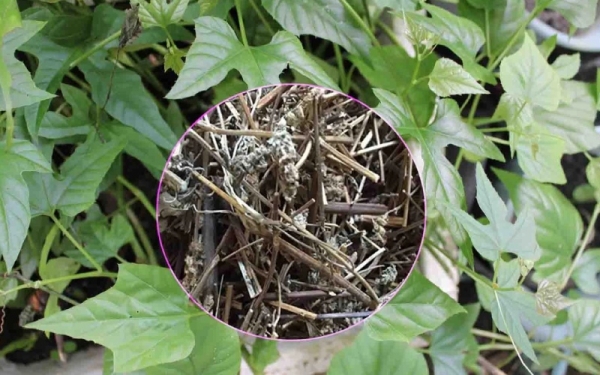 Các bài thuốc dân gian chữa bệnh phong tê thấp