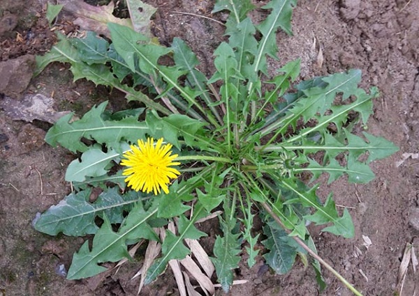 Danh sách 70 cây thuốc mẫu sử dụng trong khám, chữa bệnh bằng Y học cổ truyền theo quy định của Bộ y tế