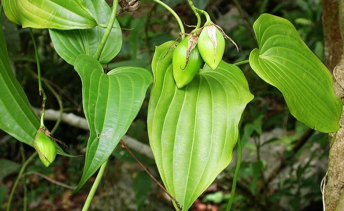 Danh sách 70 cây thuốc mẫu sử dụng trong khám, chữa bệnh bằng Y học cổ truyền theo quy định của Bộ y tế