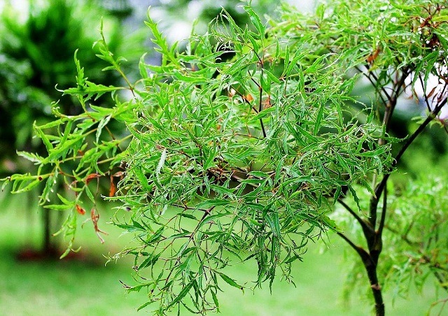 Danh sách 70 cây thuốc mẫu sử dụng trong khám, chữa bệnh bằng Y học cổ truyền theo quy định của Bộ y tế