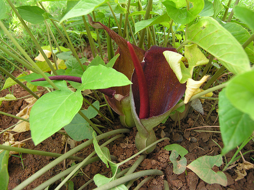 Danh sách 70 cây thuốc mẫu sử dụng trong khám, chữa bệnh bằng Y học cổ truyền theo quy định của Bộ y tế