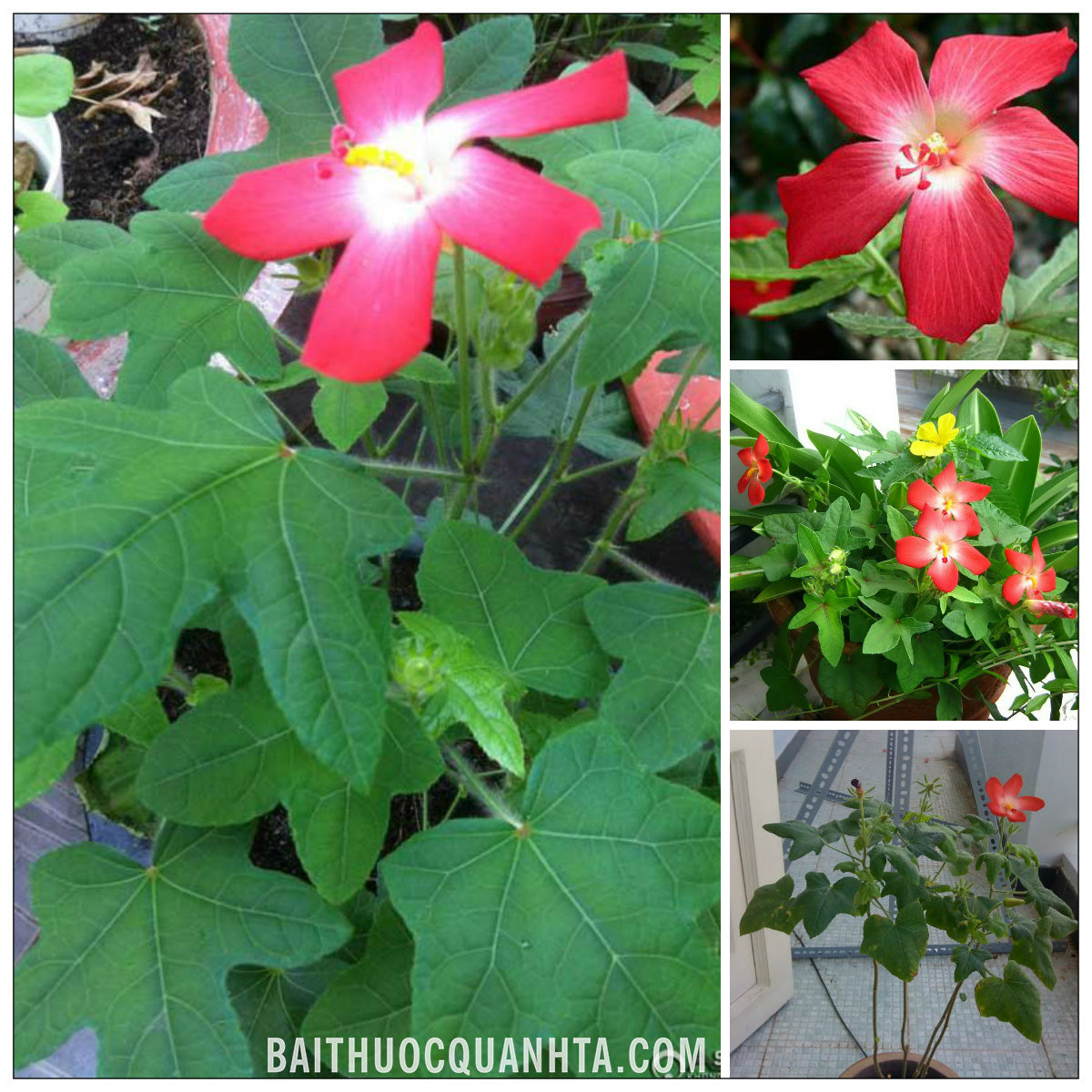 Danh sách 70 cây thuốc mẫu sử dụng trong khám, chữa bệnh bằng Y học cổ truyền theo quy định của Bộ y tế