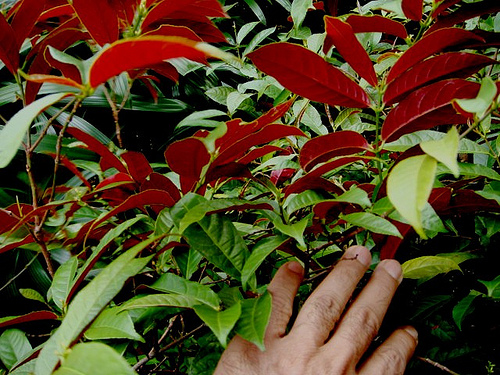 Danh sách 70 cây thuốc mẫu sử dụng trong khám, chữa bệnh bằng Y học cổ truyền theo quy định của Bộ y tế