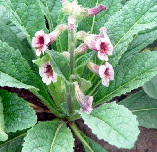 Danh sách 70 cây thuốc mẫu sử dụng trong khám, chữa bệnh bằng Y học cổ truyền theo quy định của Bộ y tế