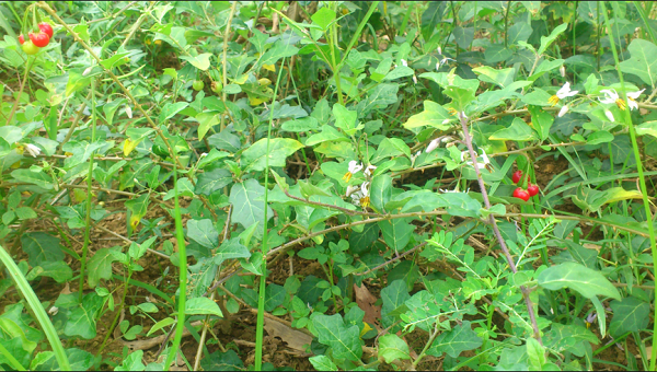 Danh sách 70 cây thuốc mẫu sử dụng trong khám, chữa bệnh bằng Y học cổ truyền theo quy định của Bộ y tế