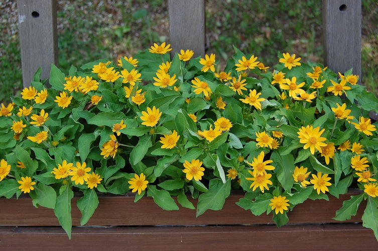 Danh sách 70 cây thuốc mẫu sử dụng trong khám, chữa bệnh bằng Y học cổ truyền theo quy định của Bộ y tế