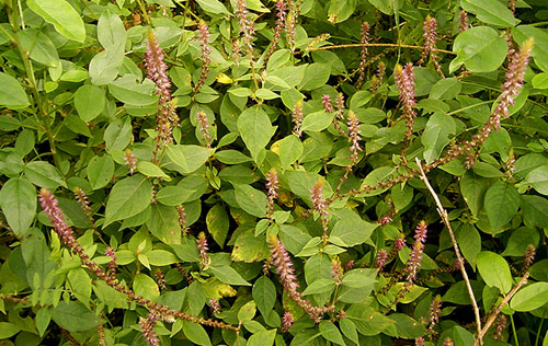 Danh sách 70 cây thuốc mẫu sử dụng trong khám, chữa bệnh bằng Y học cổ truyền theo quy định của Bộ y tế