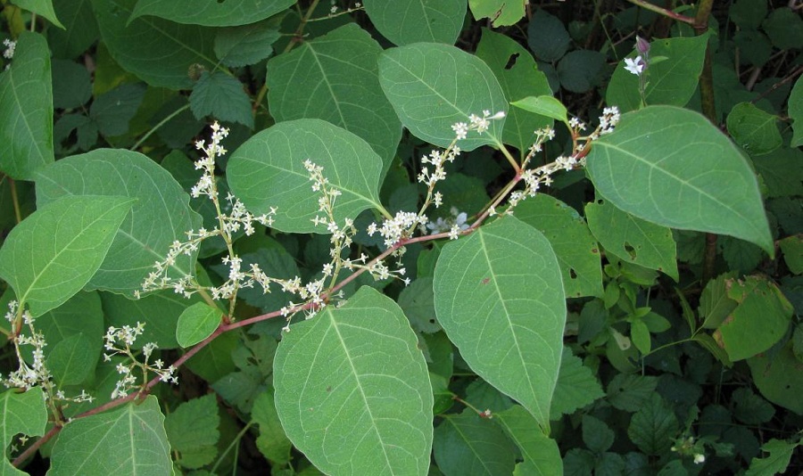 Danh sách 70 cây thuốc mẫu sử dụng trong khám, chữa bệnh bằng Y học cổ truyền theo quy định của Bộ y tế