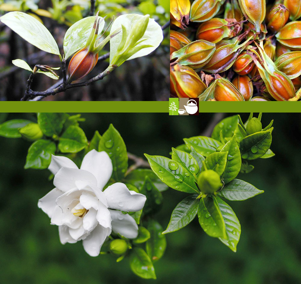 Danh sách 70 cây thuốc mẫu sử dụng trong khám, chữa bệnh bằng Y học cổ truyền theo quy định của Bộ y tế