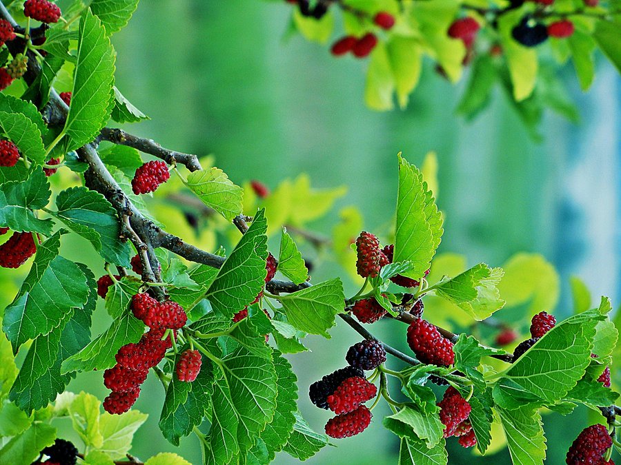 Danh sách 70 cây thuốc mẫu sử dụng trong khám, chữa bệnh bằng Y học cổ truyền theo quy định của Bộ y tế