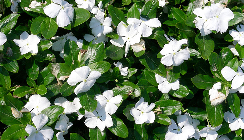 Danh sách 70 cây thuốc mẫu sử dụng trong khám, chữa bệnh bằng Y học cổ truyền theo quy định của Bộ y tế