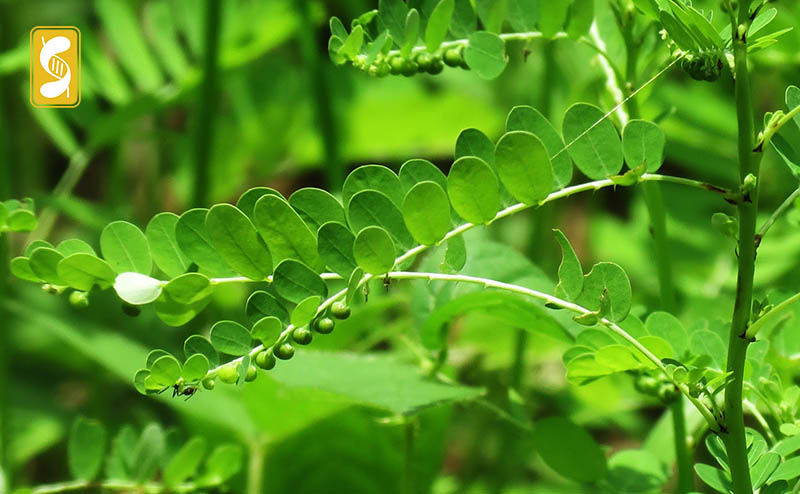 Danh sách 70 cây thuốc mẫu sử dụng trong khám, chữa bệnh bằng Y học cổ truyền theo quy định của Bộ y tế