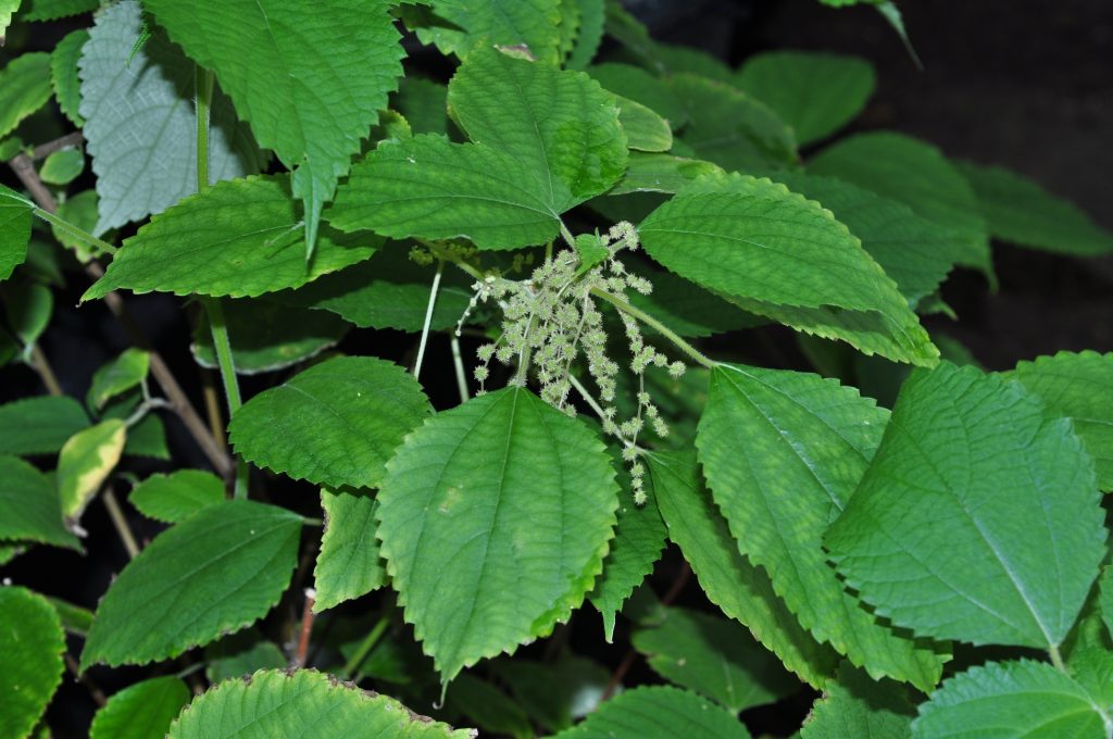 Danh sách 70 cây thuốc mẫu sử dụng trong khám, chữa bệnh bằng Y học cổ truyền theo quy định của Bộ y tế