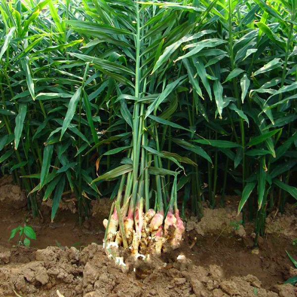 Danh sách 70 cây thuốc mẫu sử dụng trong khám, chữa bệnh bằng Y học cổ truyền theo quy định của Bộ y tế