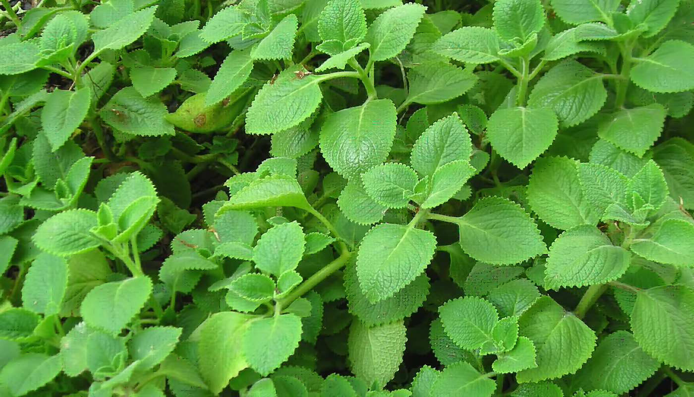 Danh sách 70 cây thuốc mẫu sử dụng trong khám, chữa bệnh bằng Y học cổ truyền theo quy định của Bộ y tế