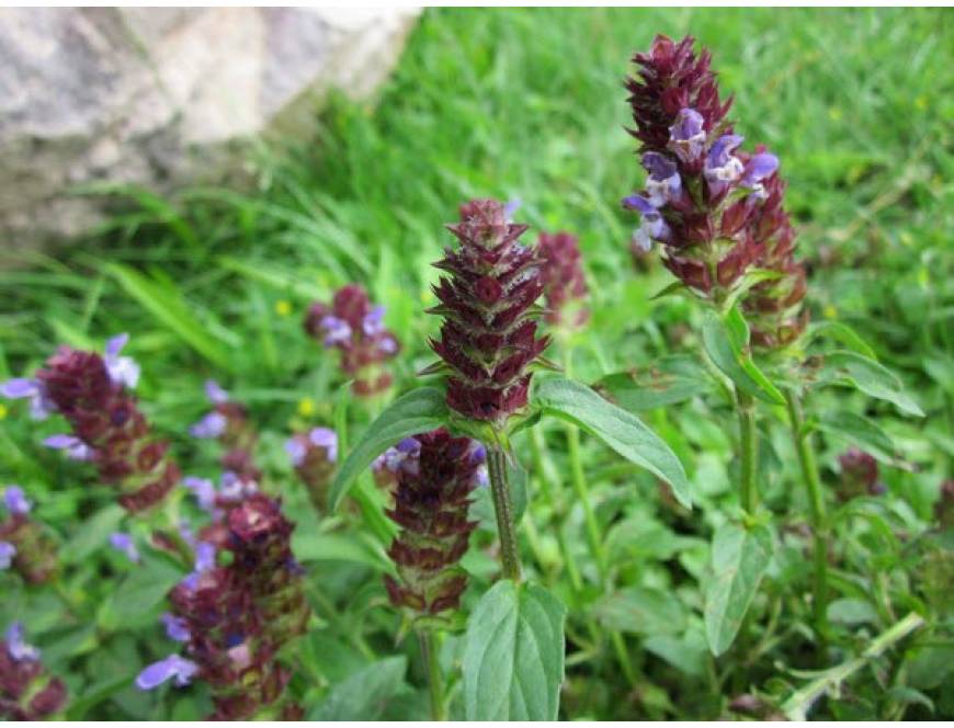 Danh sách 70 cây thuốc mẫu sử dụng trong khám, chữa bệnh bằng Y học cổ truyền theo quy định của Bộ y tế