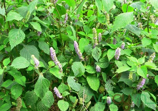 Danh sách 70 cây thuốc mẫu sử dụng trong khám, chữa bệnh bằng Y học cổ truyền theo quy định của Bộ y tế