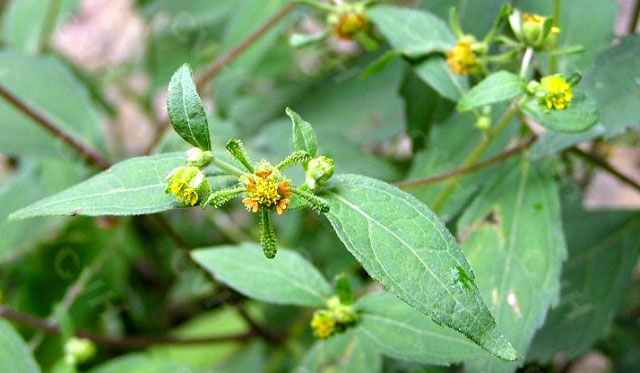 Danh sách 70 cây thuốc mẫu sử dụng trong khám, chữa bệnh bằng Y học cổ truyền theo quy định của Bộ y tế