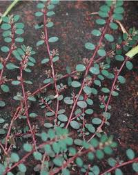 Danh sách 70 cây thuốc mẫu sử dụng trong khám, chữa bệnh bằng Y học cổ truyền theo quy định của Bộ y tế