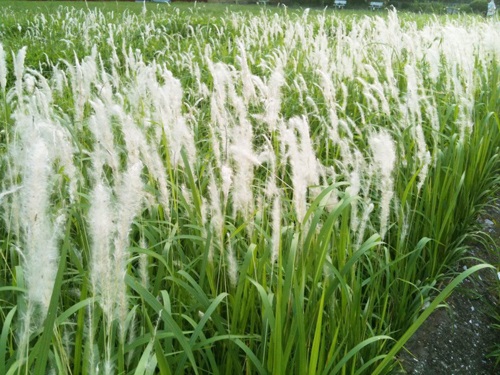 Danh sách 70 cây thuốc mẫu sử dụng trong khám, chữa bệnh bằng Y học cổ truyền theo quy định của Bộ y tế