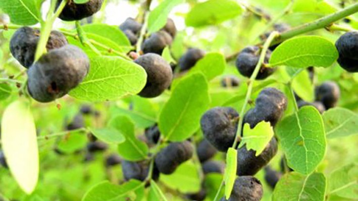 Công dụng và bài thuốc chữa bệnh từ dược liệu phèn đen