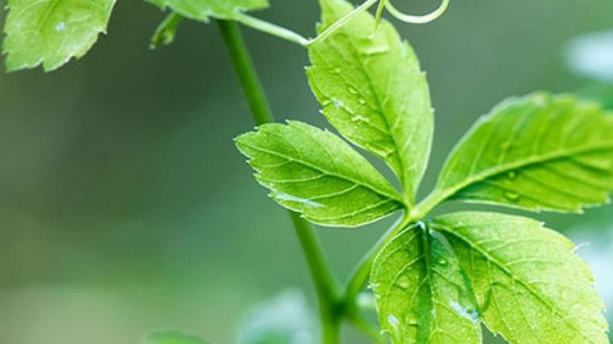 Giảo cổ lam: Cỏ trường sinh nâng cao sức khoẻ, kéo dài tuổi thọ