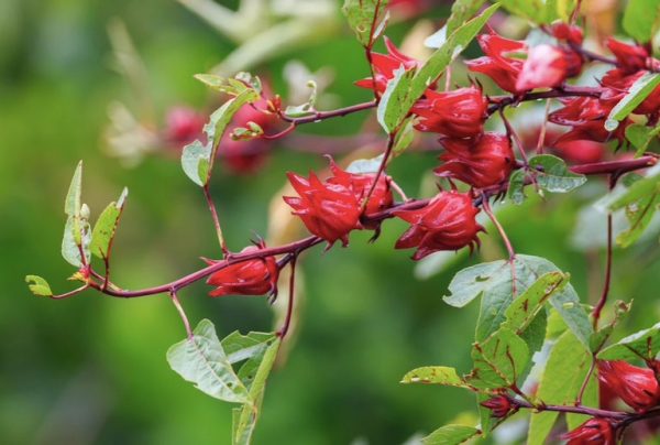 Hoa Atiso Đỏ: Đặc điểm, công dụng và bài thuốc trị bệnh hay