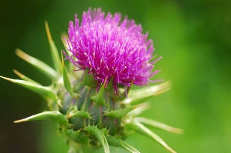 Kế sữa - vị thảo dược đa dụng