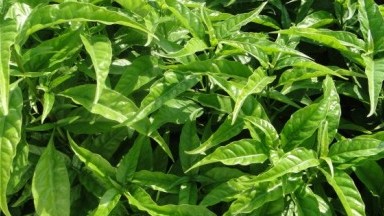 Cây hoàn ngọc - Dược liệu quý của người Việt