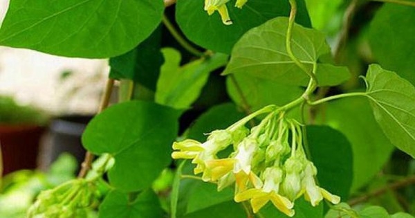 Một số bài thuốc từ cây thiên lý