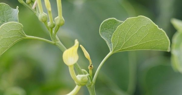 Bác sĩ cảnh báo nguy cơ ngộ độc khi tự ý dùng cây thuốc trị bệnh