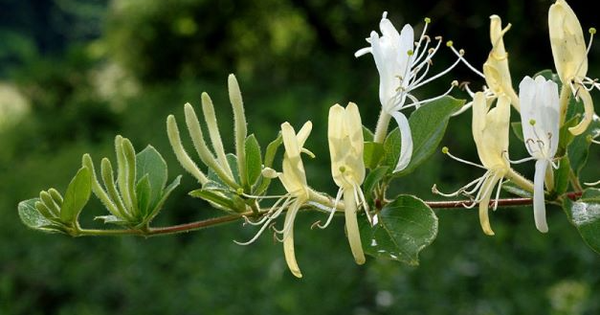 Bài thuốc trị phong ngứa thể nhiệt