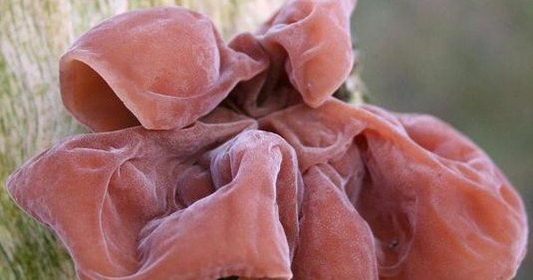 Mộc nhĩ giúp dưỡng huyết, bổ não