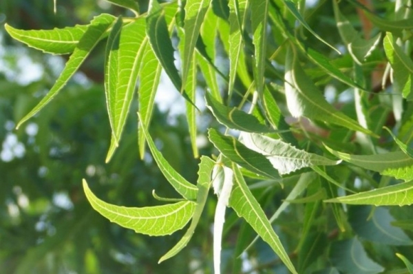 12 bài thuốc chữa bệnh, làm đẹp da từ lá Neem Ấn Độ
