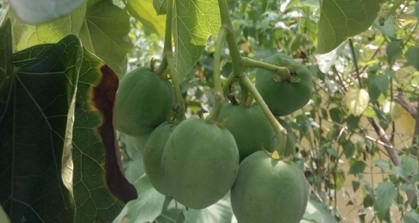 40 học sinh phải cấp cứu sau khi ăn một loại quả ngọt, bùi