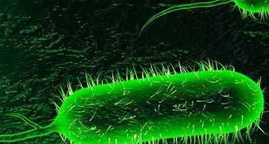 Bệnh tả trên thế giới đang phức tạp, người dân cần chủ động làm gì?