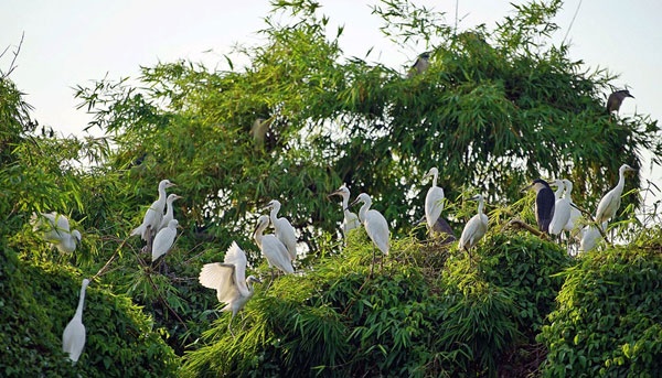 Đảo cò Thanh Miện - Điểm du lịch sinh thái hấp dẫn
