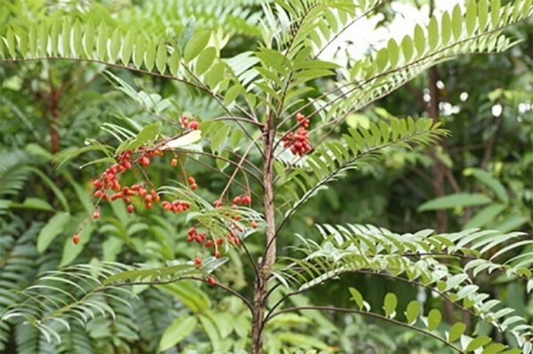 Cây mật nhân: Cách sử dụng vị thuốc trị bách bệnh