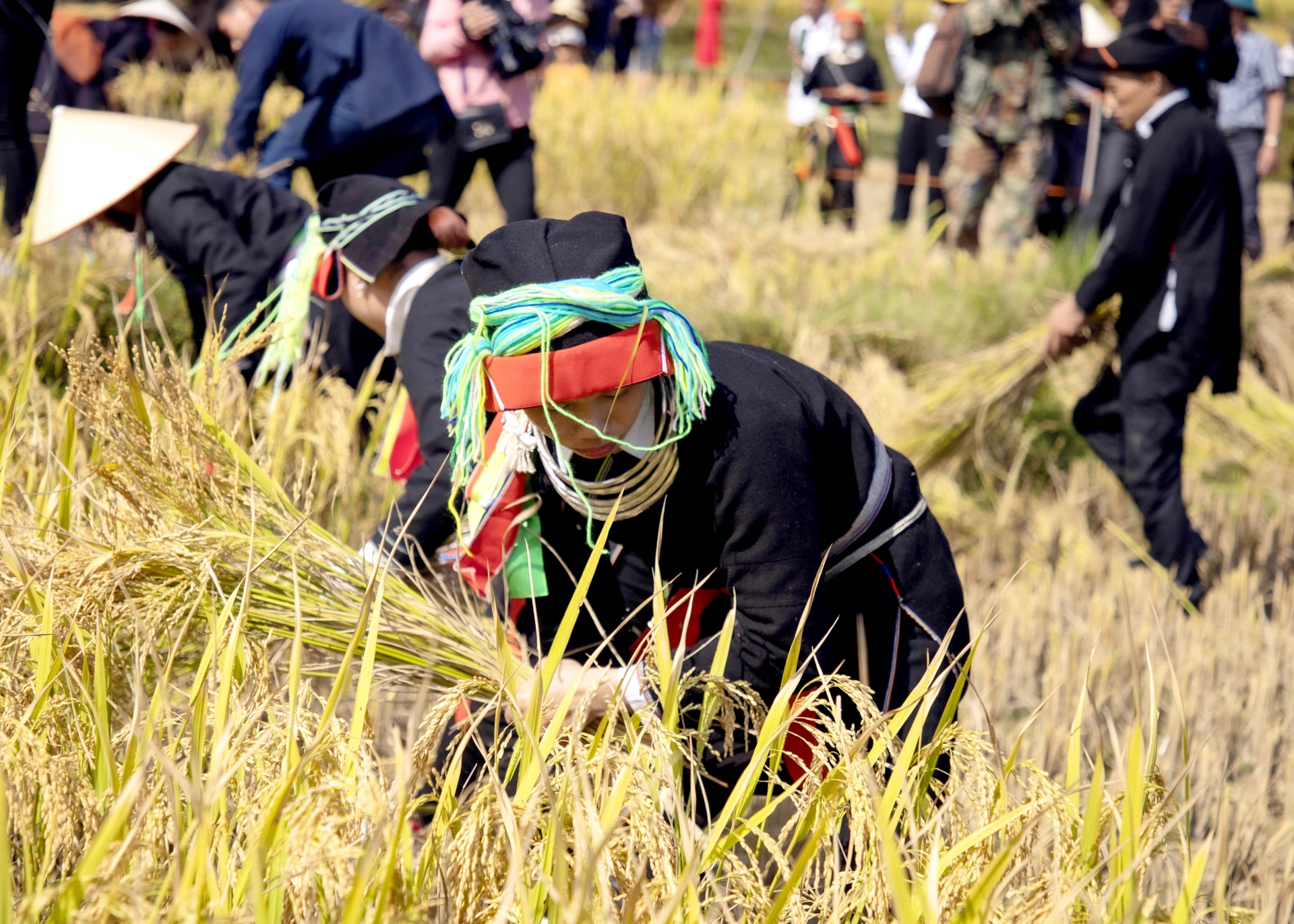 Trải nghiệm “Rừng vàng” Xà Phìn