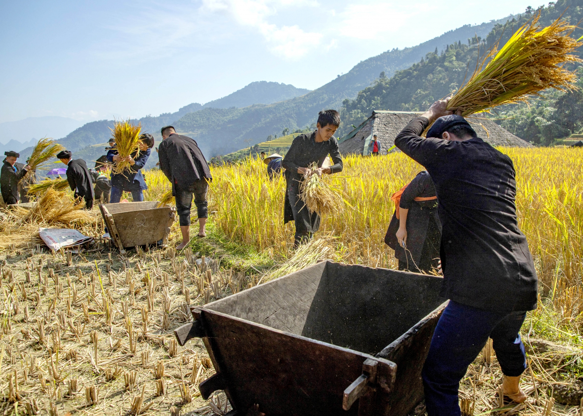 Trải nghiệm “Rừng vàng” Xà Phìn