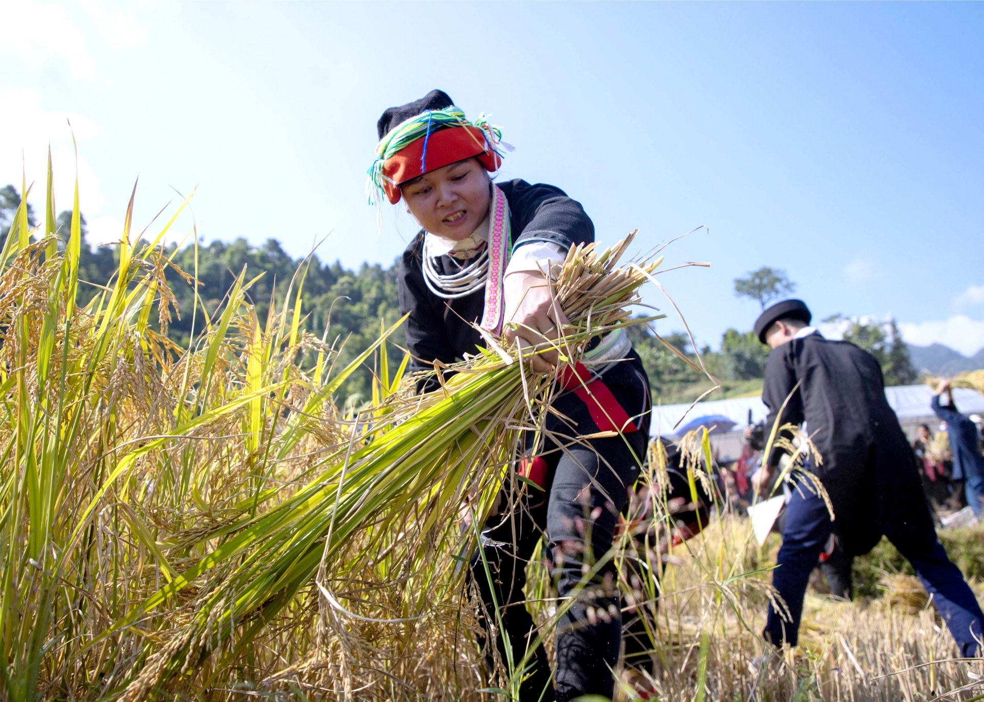 Trải nghiệm “Rừng vàng” Xà Phìn