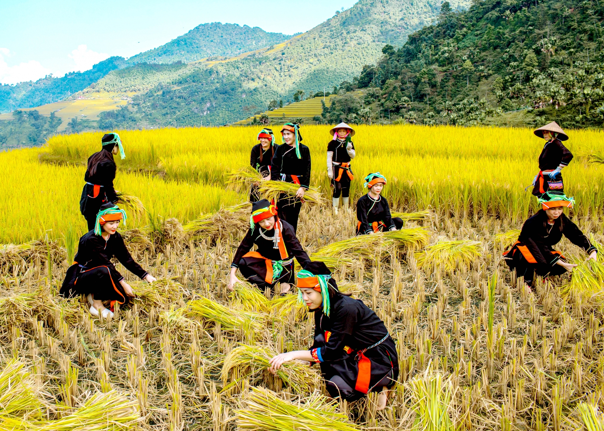 Trải nghiệm “Rừng vàng” Xà Phìn